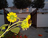 Sunflowers at the front yard of Studios Agyra